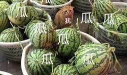 吃瓜娱乐头像高清,高清吃瓜娱乐头像，带你领略潮流风采